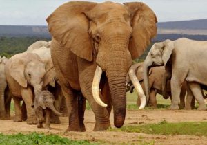 c&aacute;c con vật trong số đề